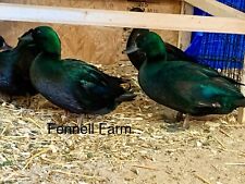 Rare Black East Indie Eggs Duck Hatching Eggs 6+ picture