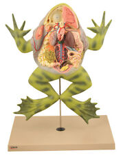 Eisco Labs Frog Dissection Model with open back (Bull Frog); on stand picture