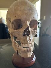 Antique Vintage Human Skull Anatomical Model Medical Speciman picture
