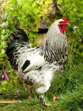 6 PURE Light Brahma Chicken Hatching Eggs HUGE Breed picture