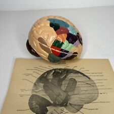 Vintage Sargent-Welch Anatomical Human Brain Model 6-Pc Teaching Display Oddity picture