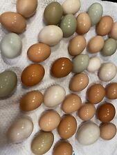 Assortment Of Chicken Eggs Lots Of Full Stock Breeds 12 Eggs picture