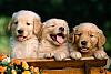 Click image for larger version

Name:	Puppies.jpg
Views:	78
Size:	147.2 KB
ID:	13965