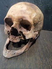 Antique Vintage Human medical Skull Anatomical Model picture
