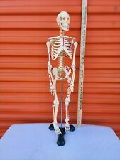 Vintage 27in Anatomical Skeleton Display Doctor/Science Office Visual Aid Model picture