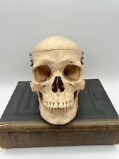 Vintage Medical Dental Teaching Aid Skull picture
